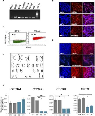 A novel iPSC-based model of ICF syndrome subtype 2 recapitulates the molecular phenotype of ZBTB24 deficiency